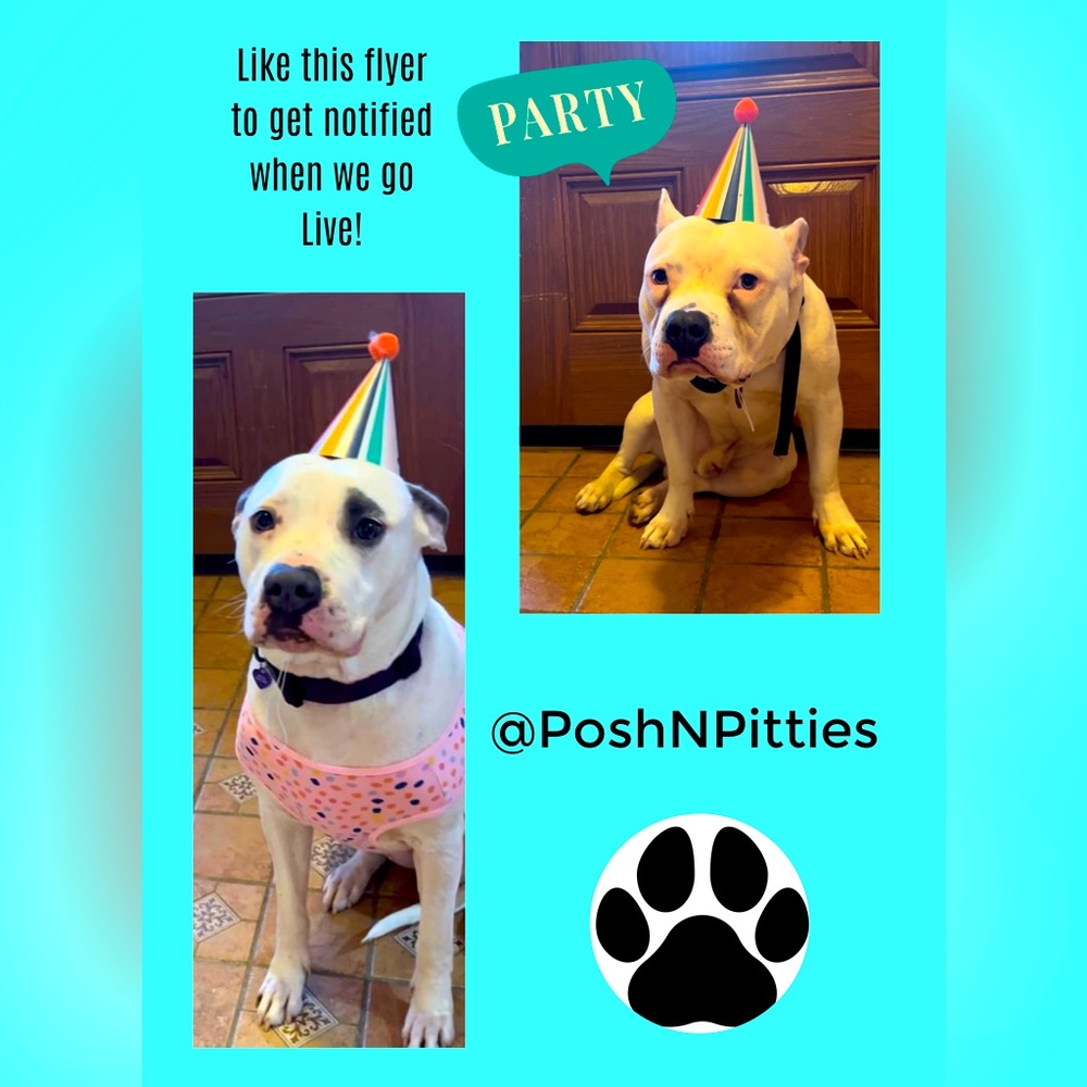 PAWTY 🐾 LIVE NOTIFICATION